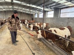 正坐正在炕上吃着新炸的麻花和馓子